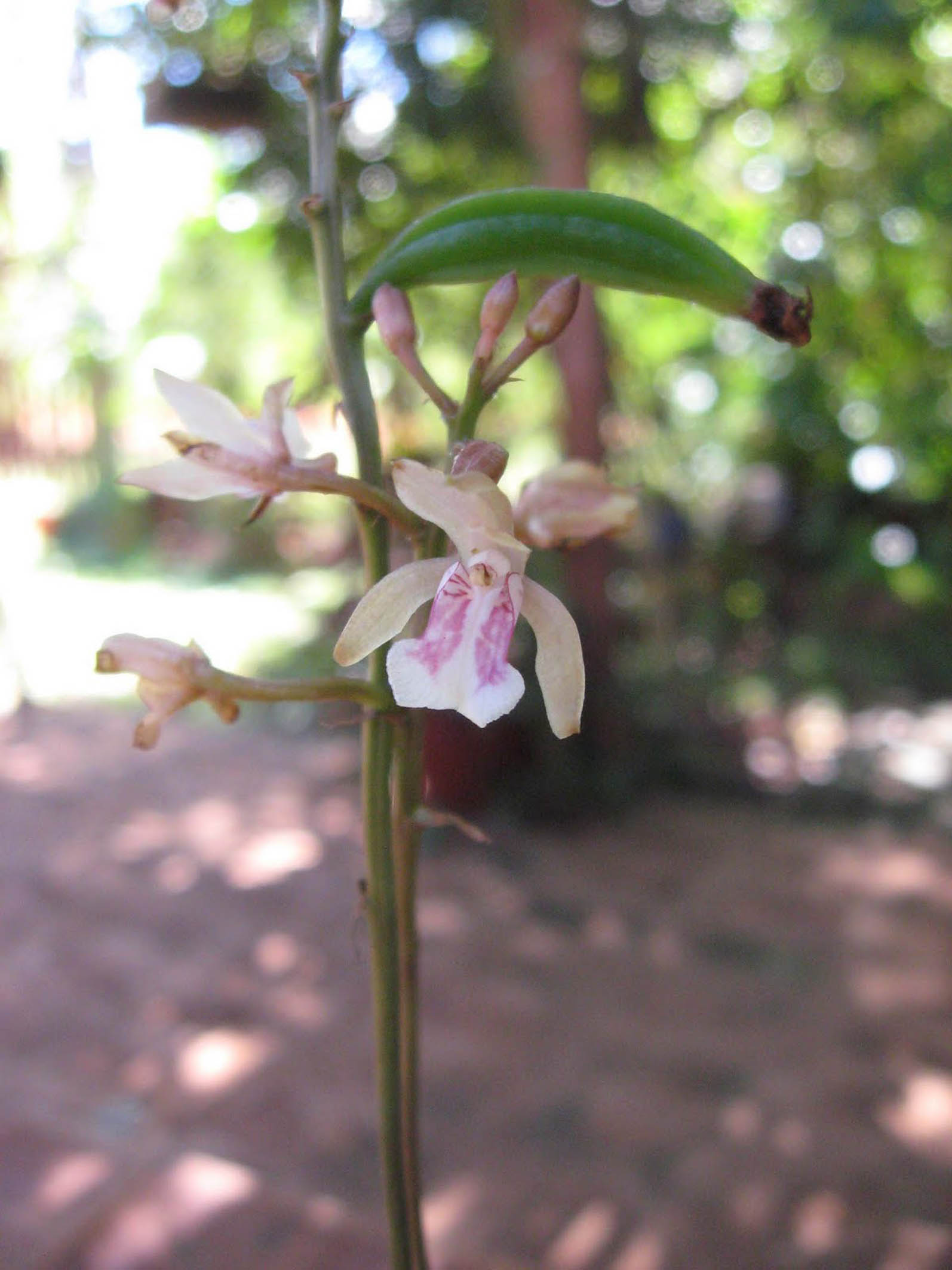 Estudian en la UNAM tres especies de plantas invasoras