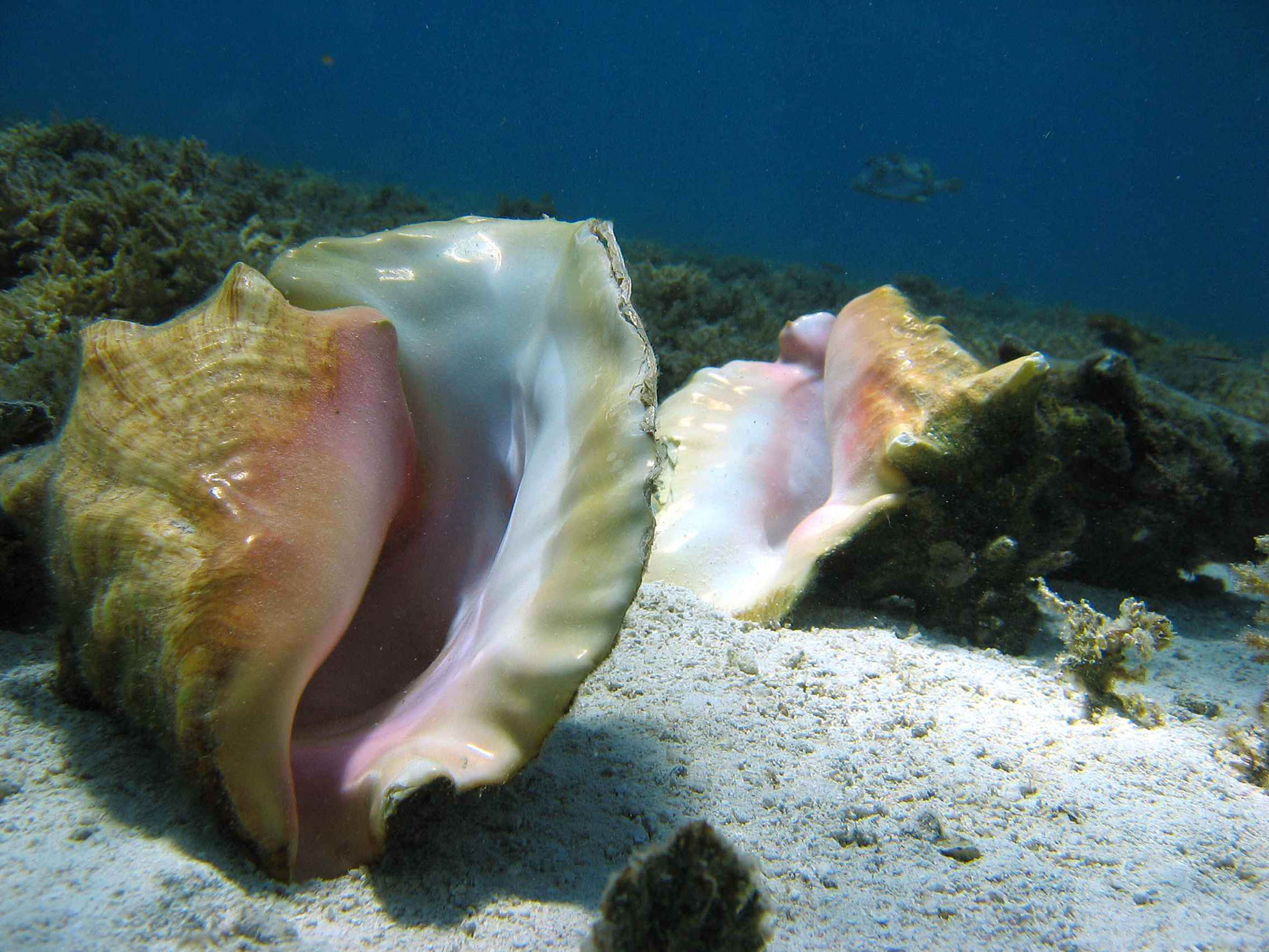 Морские Устрицы Фото