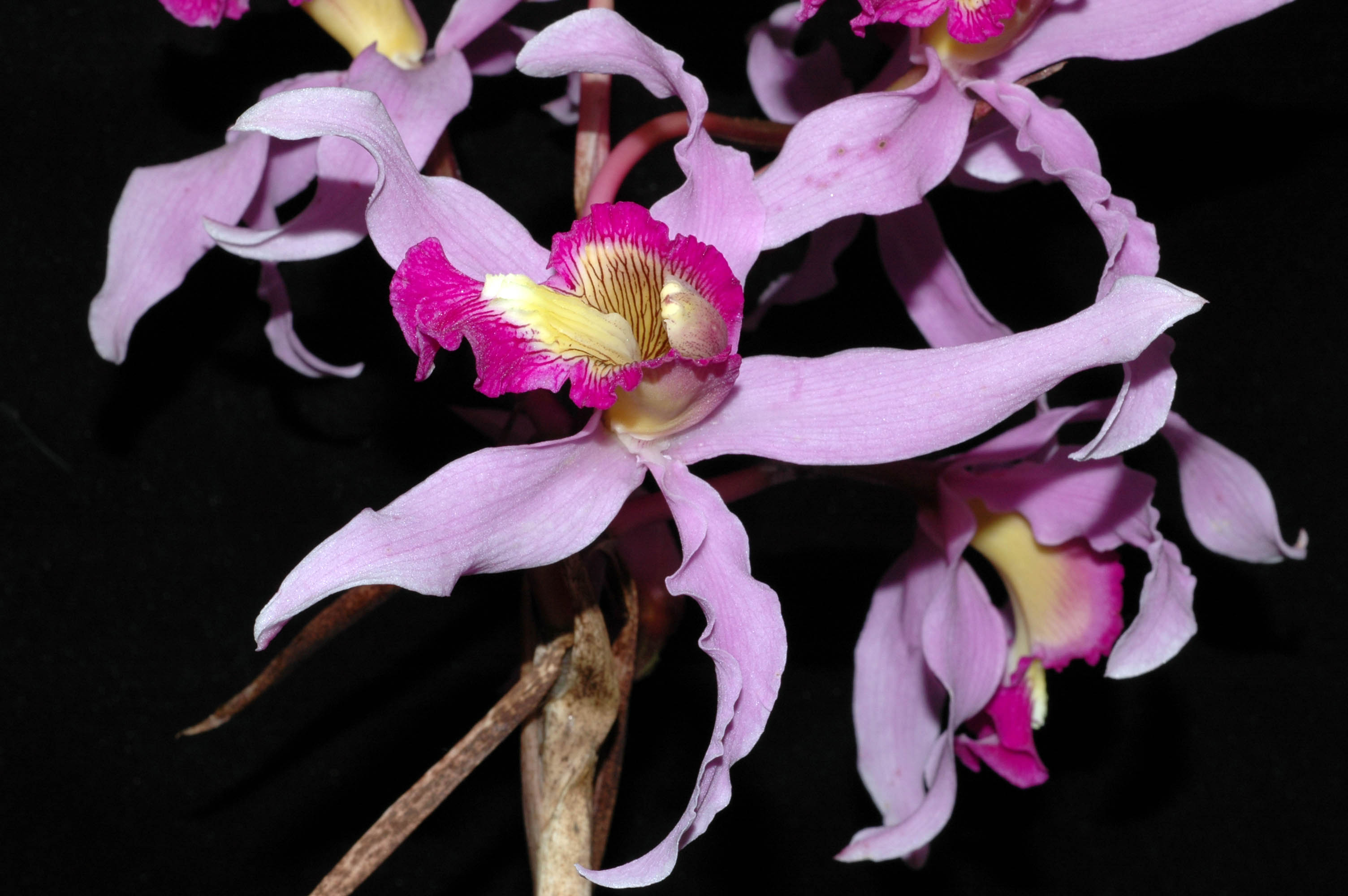 Divulgación de la Ciencia, UNAM - ¡Deli! 🌺 Flores comestibles 🌷  #RedescubreLaCiencia